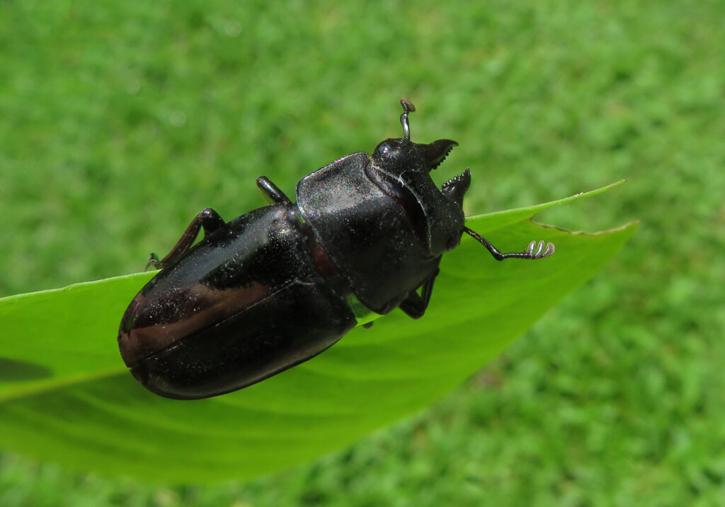 Stag Beetles (Family Lucanidae)