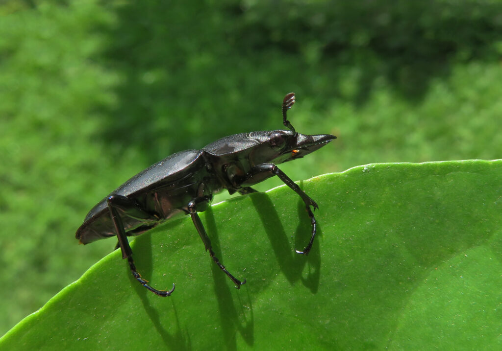 Stag Beetles (Family Lucanidae)