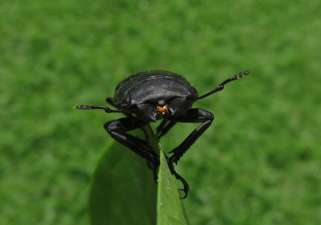 Stag Beetles (Family Lucanidae)