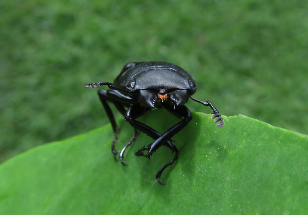 Stag Beetles (Family Lucanidae)