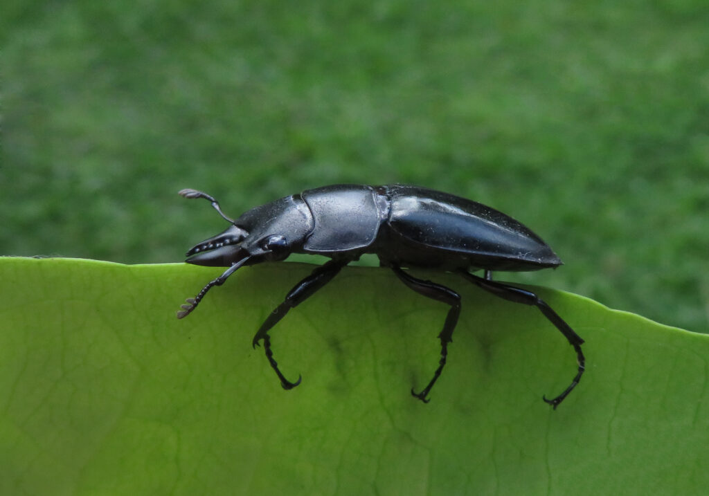 Stag Beetles (Family Lucanidae)