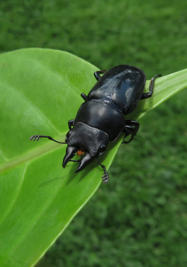 Stag Beetles (Family Lucanidae)