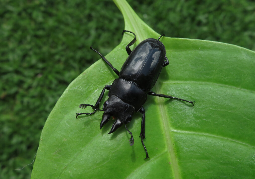 Stag Beetles (Family Lucanidae)