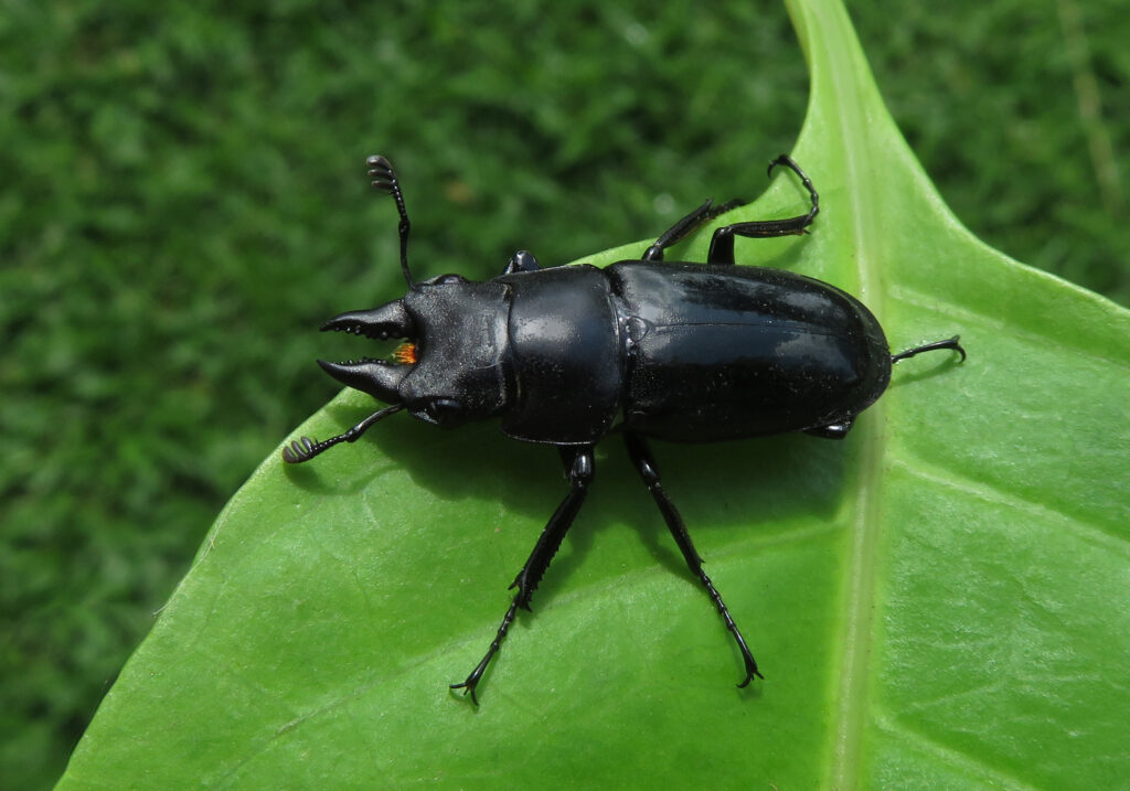 Stag Beetles (Family Lucanidae)