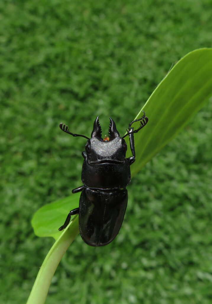Stag Beetles (Family Lucanidae)