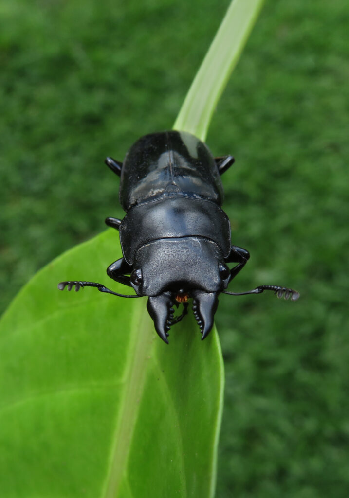 Stag Beetles (Family Lucanidae)