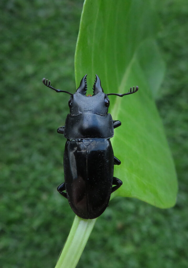 Stag Beetles (Family Lucanidae)