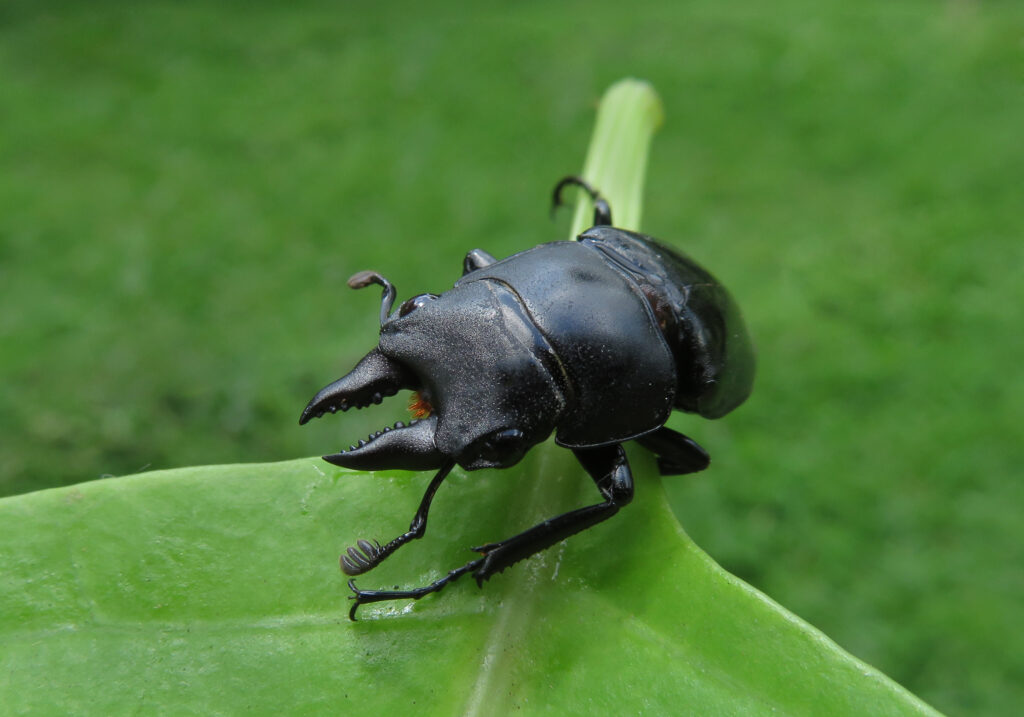 Stag Beetles (Family Lucanidae)