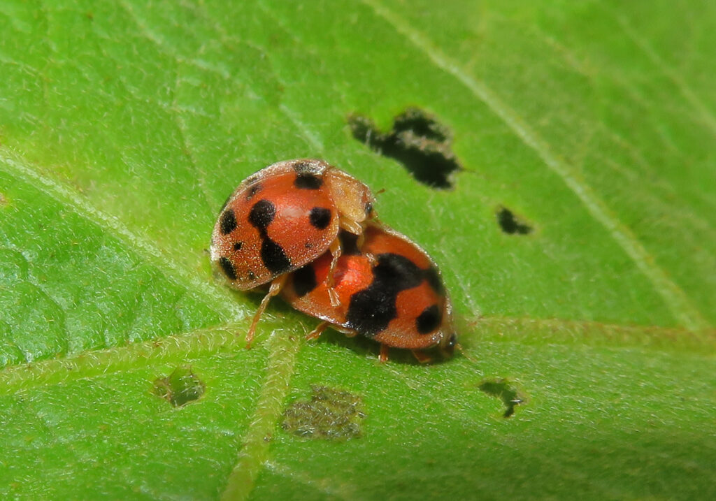 Common Lady Beetles