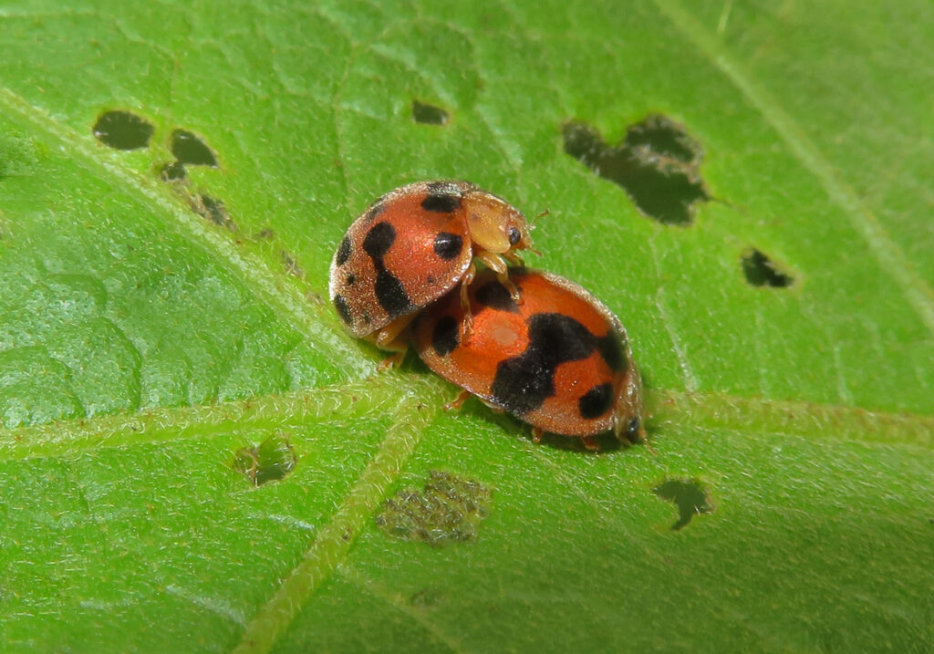 Common Lady Beetles