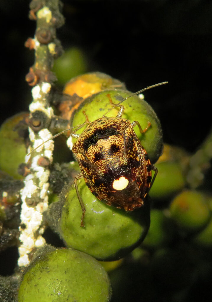 Stink Bugs (Family Pentatomidae)