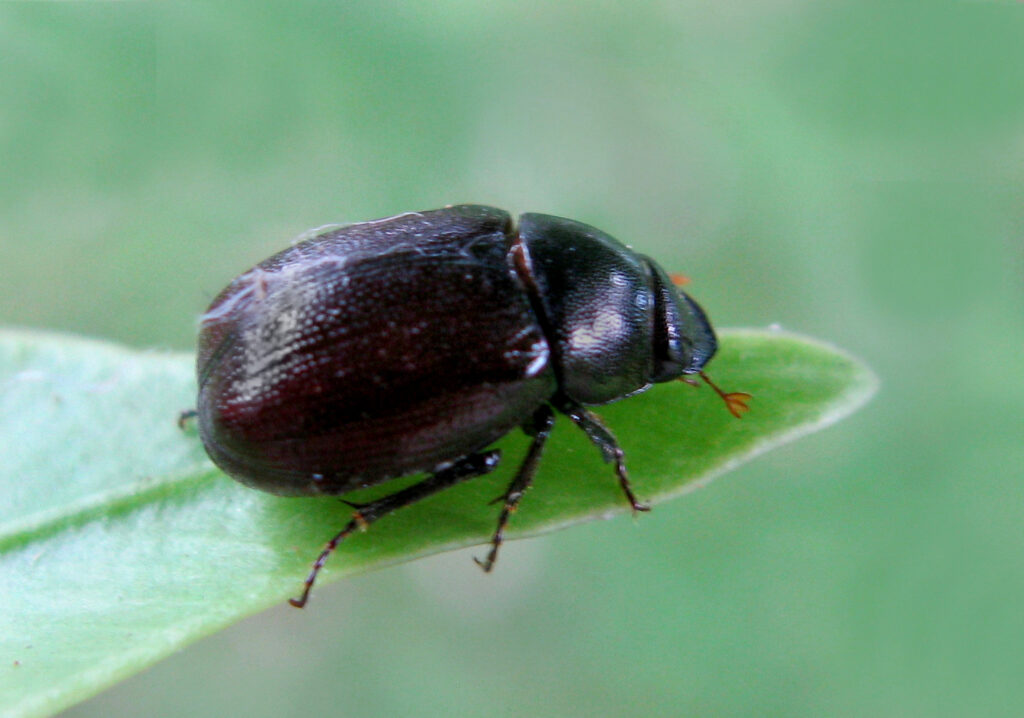Scarabs (Family Scarabaeidae)