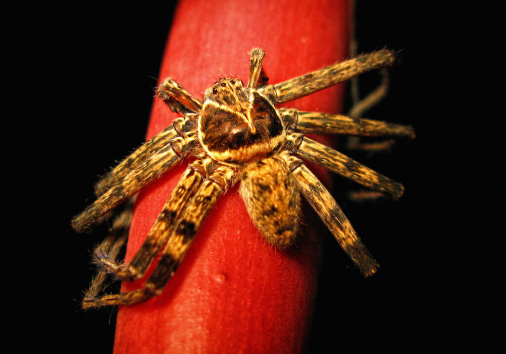 Giant Huntsman Spiders (Genus Heteropoda)
