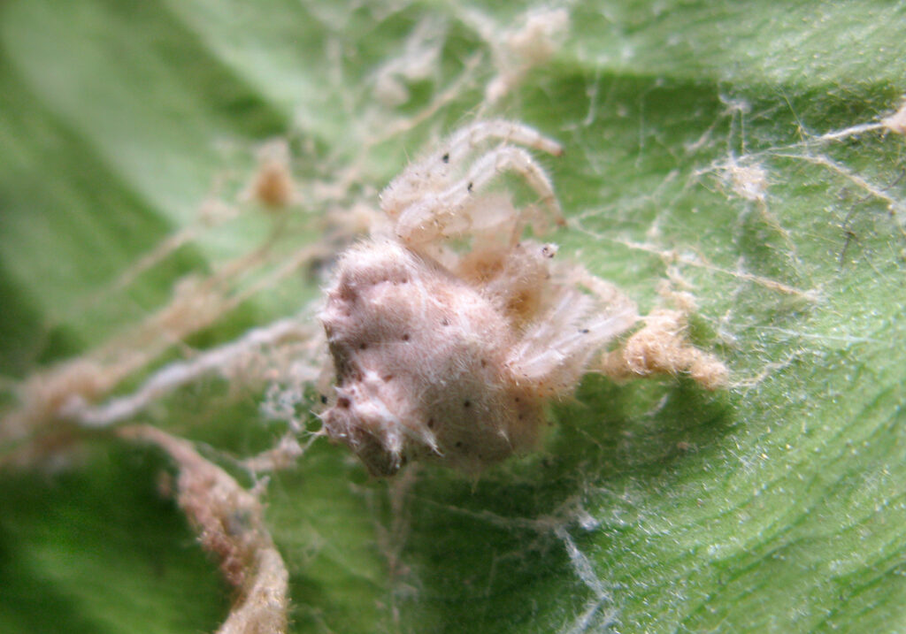 Laba-laba Penenun (Famili Araneidae)