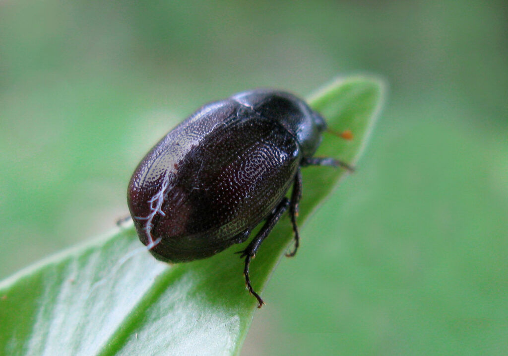 Scarabs (Family Scarabaeidae)