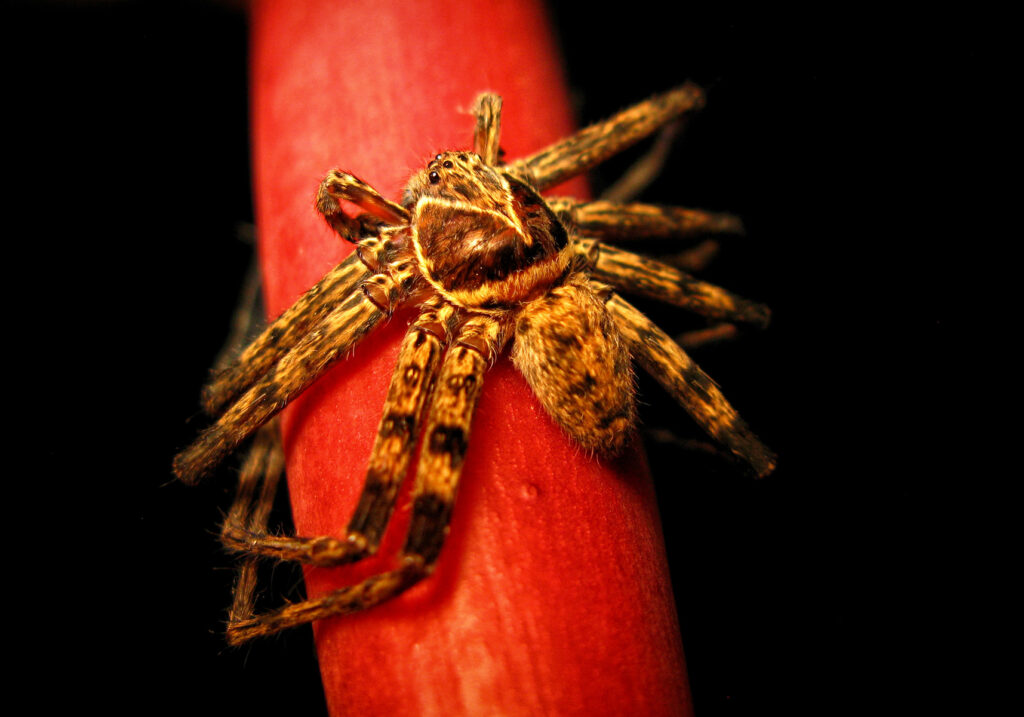 Giant Huntsman Spiders (Genus Heteropoda)