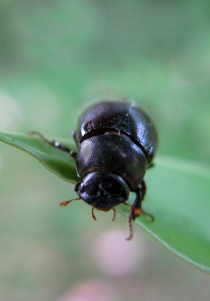 Scarabs (Family Scarabaeidae)