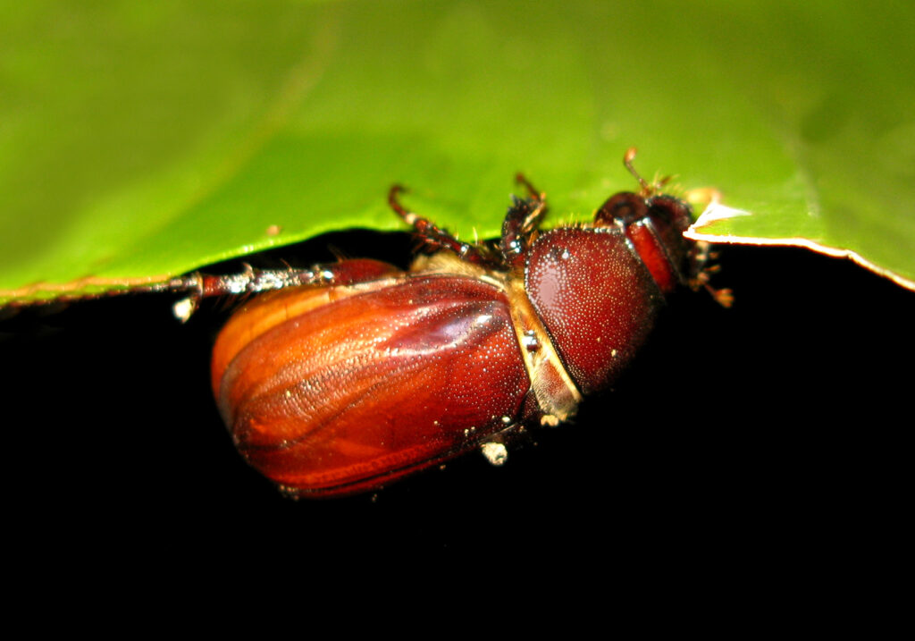 Scarabs (Family Scarabaeidae)