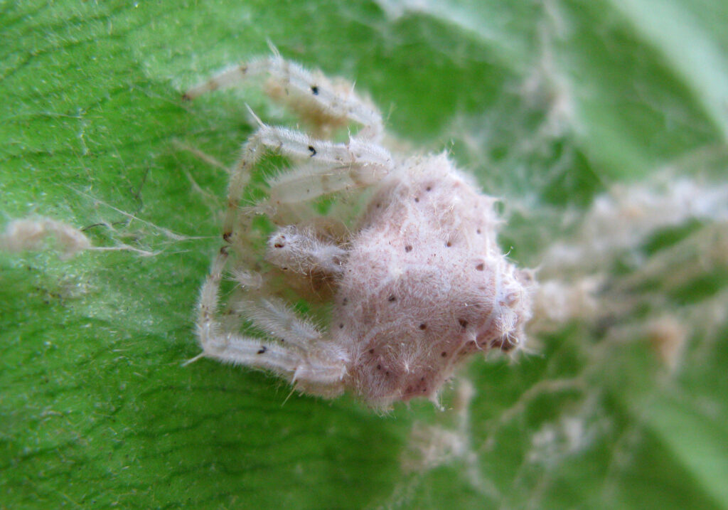 Laba-laba Penenun (Famili Araneidae)