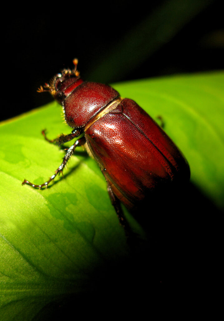 Scarabs (Family Scarabaeidae)