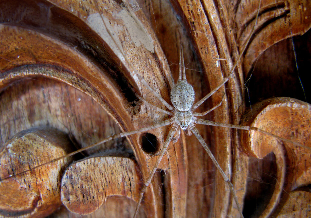 Laba-laba Berekor Dua yang Khas (Subfamili Hersiliinae)