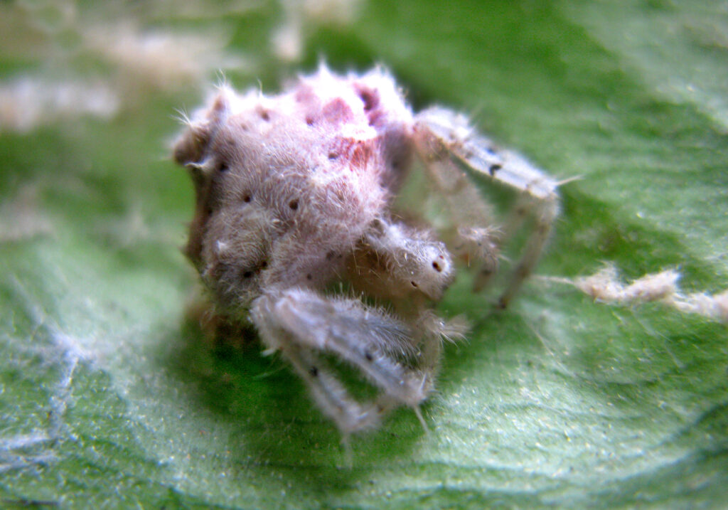 Laba-laba Penenun (Famili Araneidae)