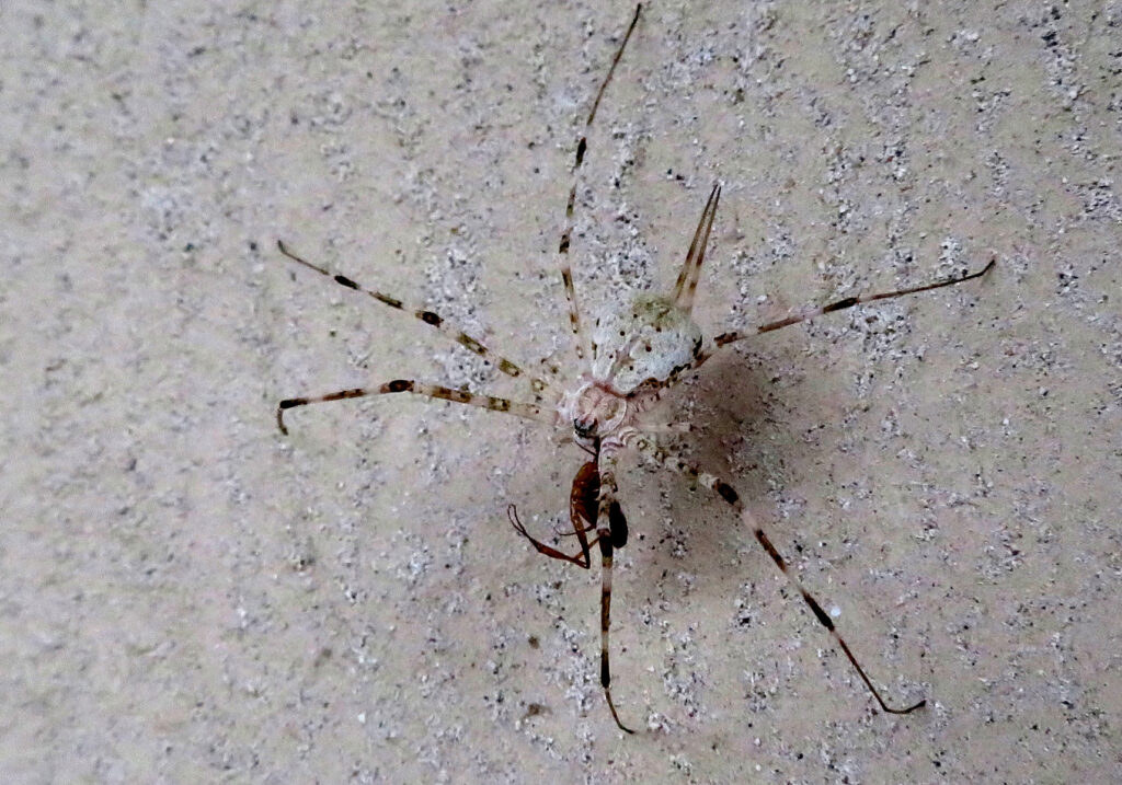 Laba-laba Berekor Dua yang Khas (Subfamili Hersiliinae)