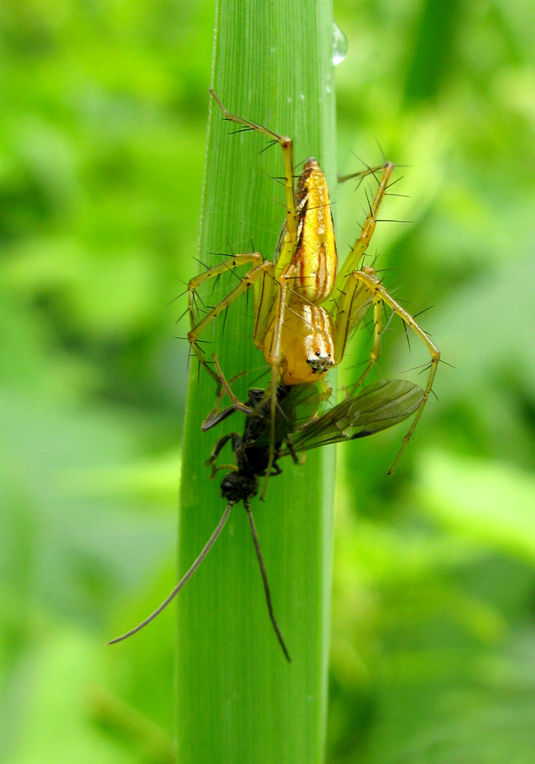 Lynx Spiders (Family Oxyopidae) – Bali Wildlife