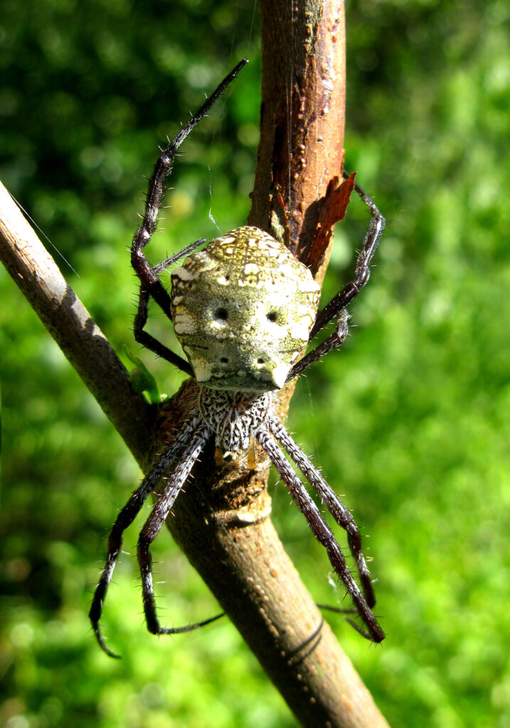 Laba-laba Kebun (Genus Argiope)