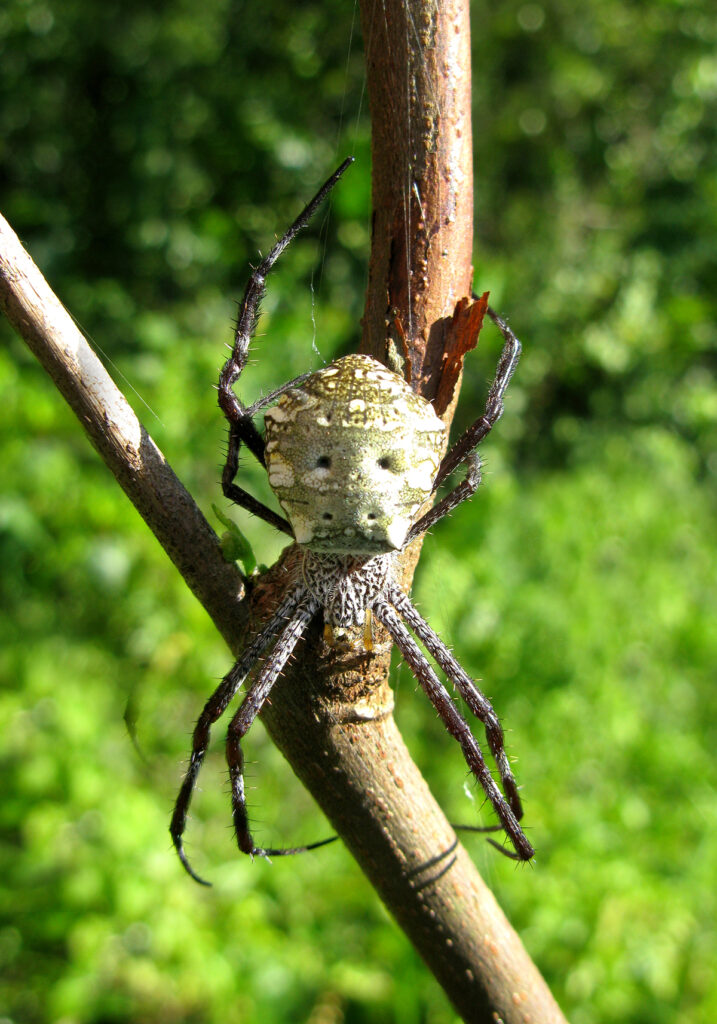 Laba-laba Kebun (Genus Argiope)