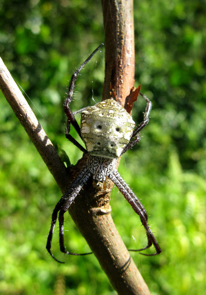 Laba-laba Kebun (Genus Argiope)