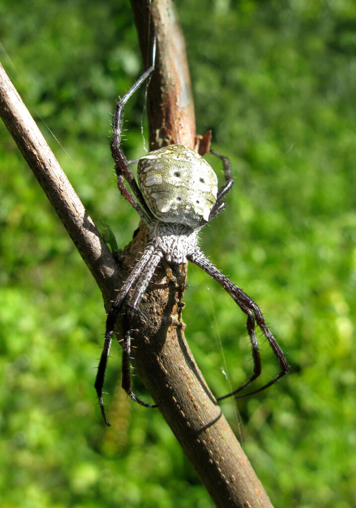 Laba-laba Kebun (Genus Argiope)