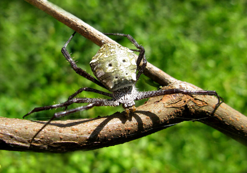 Garden Orbweavers