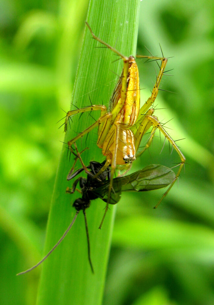 Lynx Spiders (Family Oxyopidae)