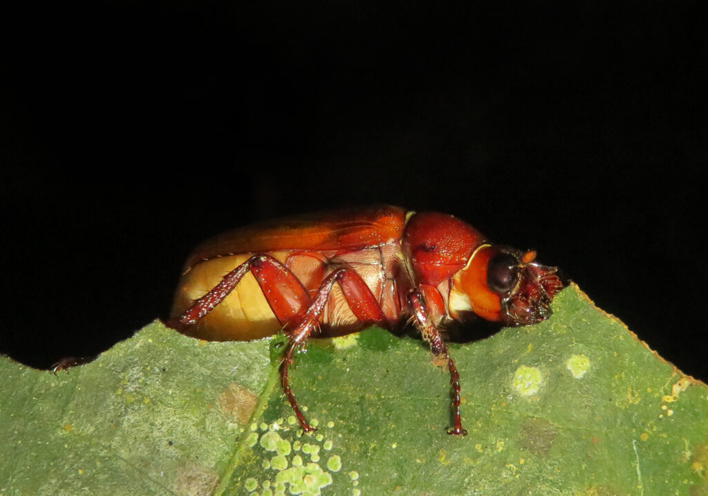 Scarabs (Family Scarabaeidae)