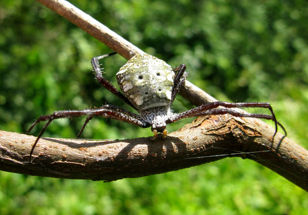Garden Orbweavers