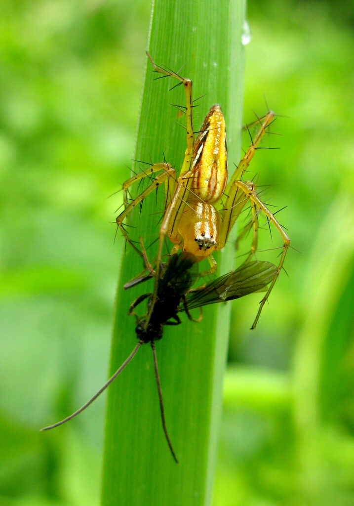 Lynx Spiders (Family Oxyopidae)