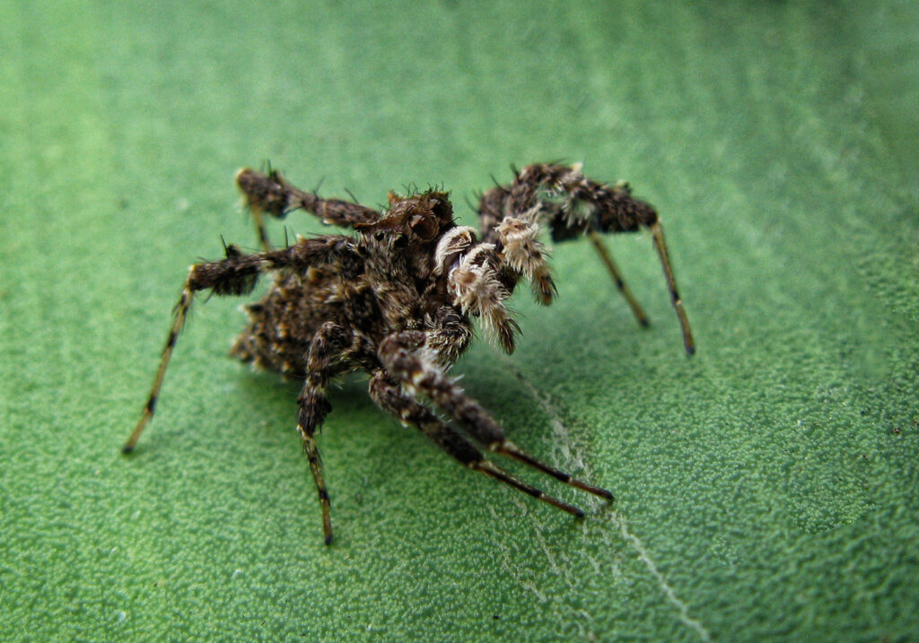 Laba-laba Pelompat Kaki Berduri