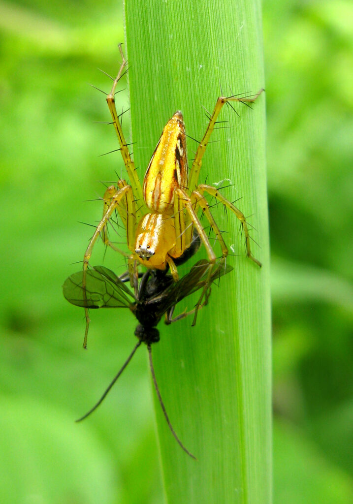 Lynx Spiders (Family Oxyopidae)