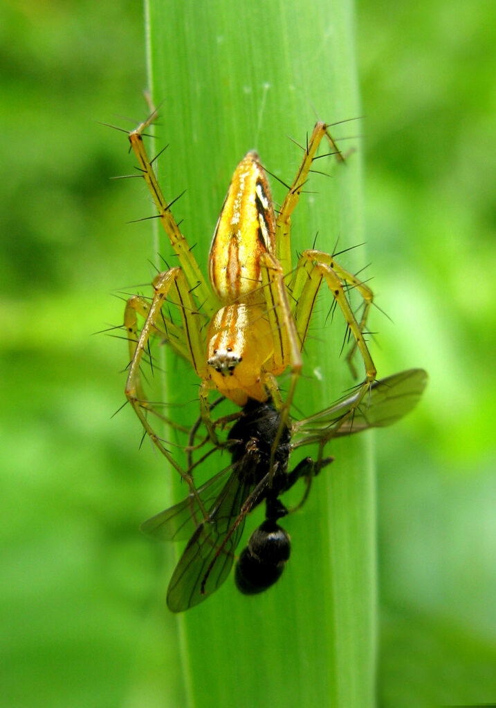 Lynx Spiders (Family Oxyopidae)