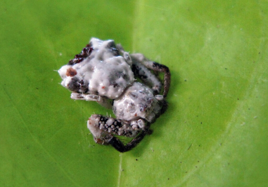 Bird Dropping Crab Spiders (Genus Phrynarachne)