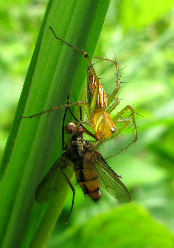 Lynx Spiders (Family Oxyopidae)