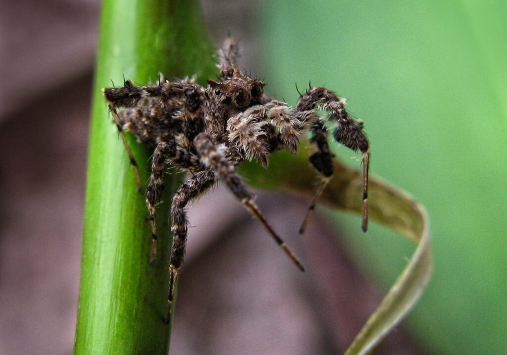 Laba-laba Pelompat Kaki Berduri