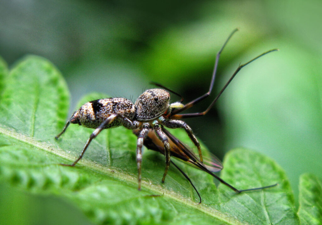 Iridescent Jumping Spiders (Genus Cosmophasis)