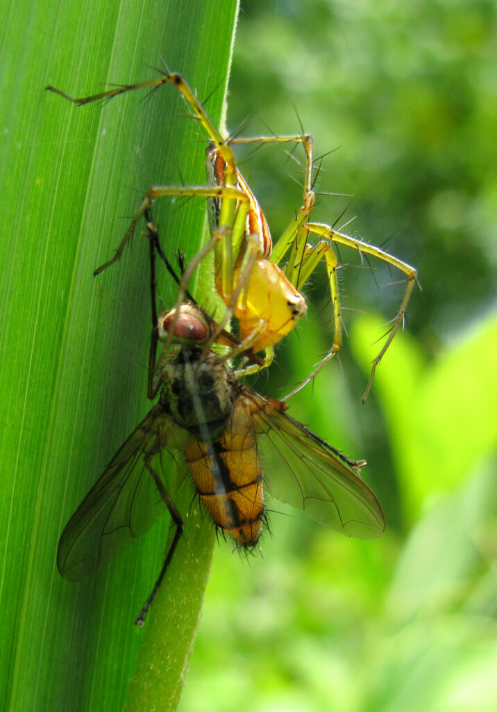 Lynx Spiders (Family Oxyopidae)