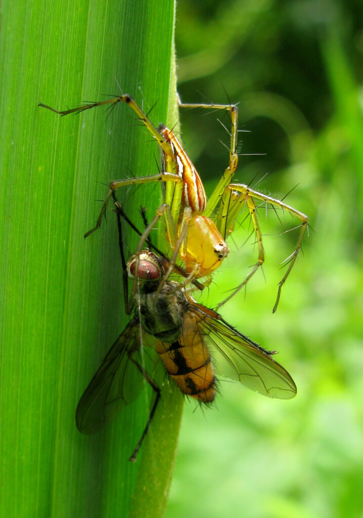 Lynx Spiders (Family Oxyopidae)