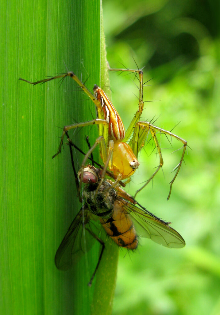 Lynx Spiders (Family Oxyopidae)