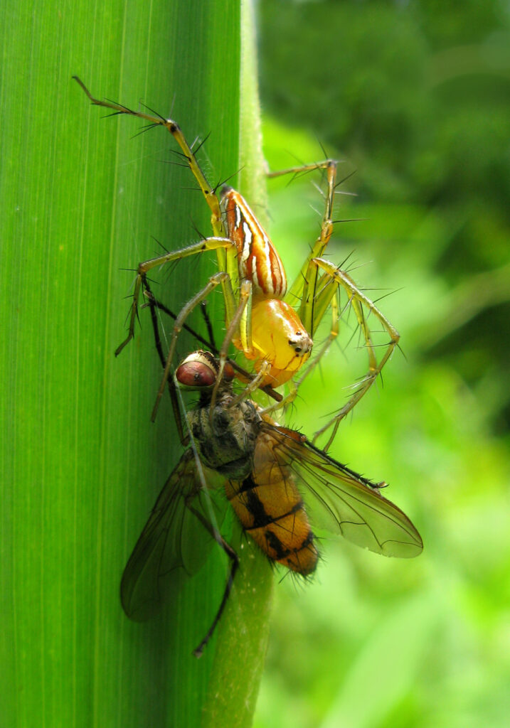 Lynx Spiders (Family Oxyopidae)