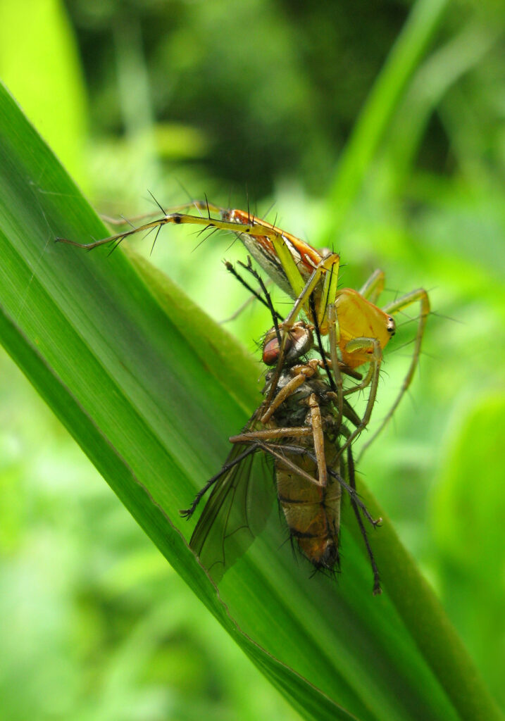 Lynx Spiders (Family Oxyopidae)