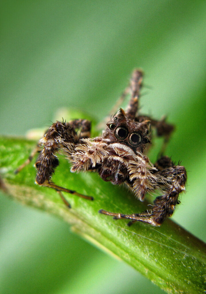 Laba-laba Pelompat Kaki Berduri